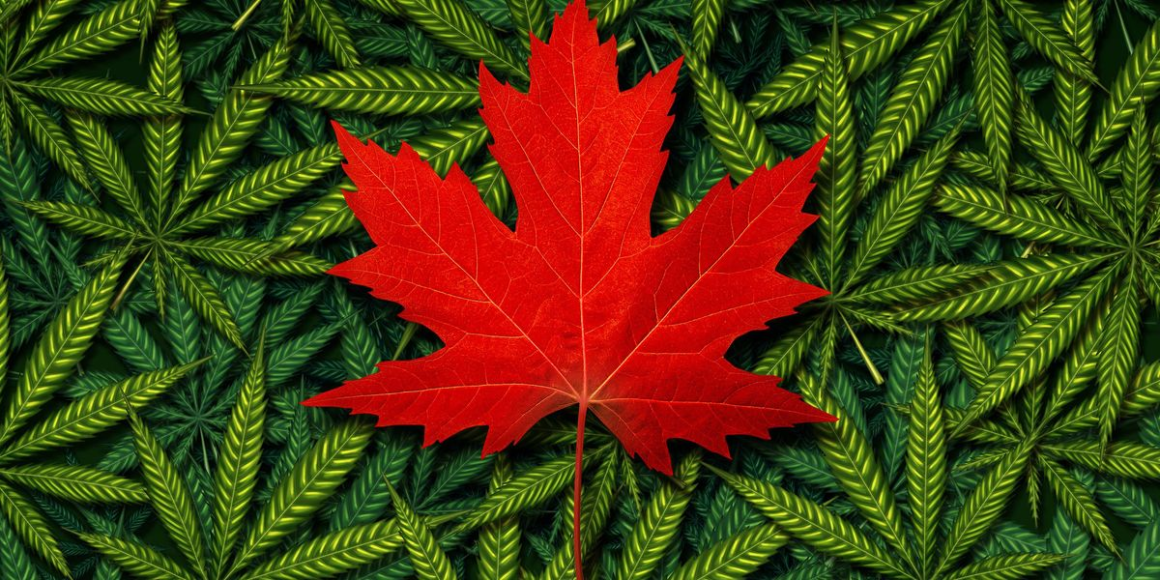 10 Biggest Cannabis Stocks in the US and Canada in 2024