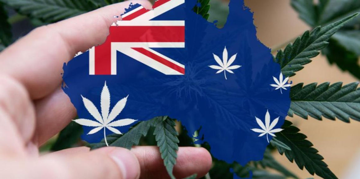 ASX Cannabis Stocks: 10 Biggest Companies in 2024