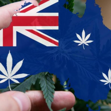 ASX Cannabis Stocks: 10 Biggest Companies in 2024