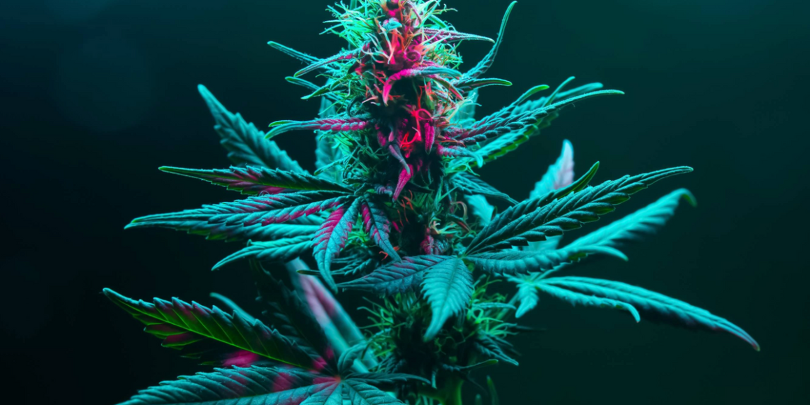 Cannabis Market Forecast: Top Trends That Will Affect Cannabis in 2025